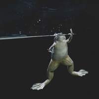 haikarahakuti『nirvana tenshi』11月20日配信リリース！