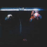 haikarahakuti『swim bad』10月6日配信リリース!